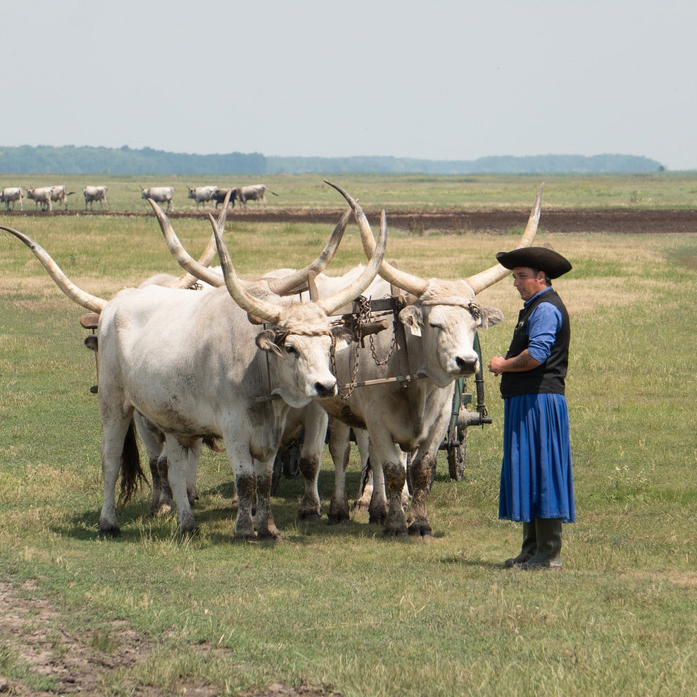 Relocation to Hungary Strategy Session