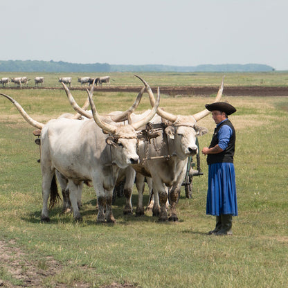 Relocation to Hungary Strategy Session